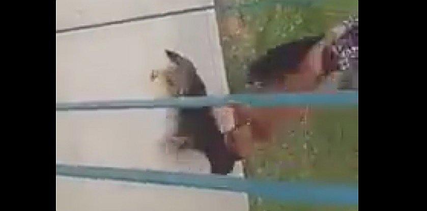Pitbull ataca ferozmente a otro perro y causa indignación (VIDEO)
