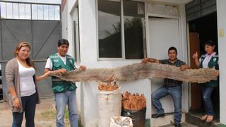 Decomisan piel de boa constrictor de 3 metros de largo