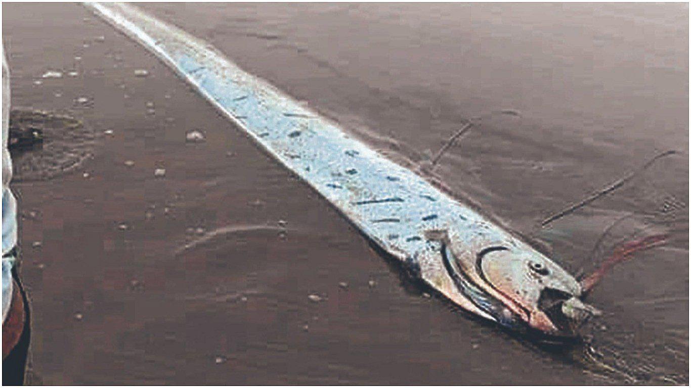 Pez remo alarma a los pobladores y turistas del distrito de Los Órganos 