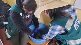 Juliaca: rescatan a ranas gigantes del Titicaca en puesto naturista