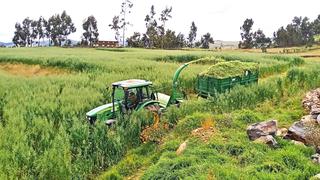 Agricultores ayacuchanos preparan 540 toneladas de ensilado para la temporada de estiaje