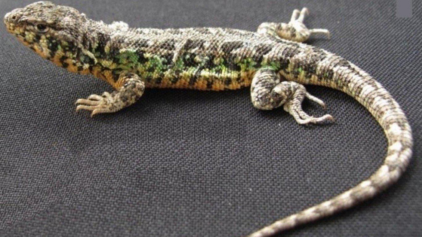 Nueva especie de lagartija fue descubierta por investigadores peruanos en Nazca