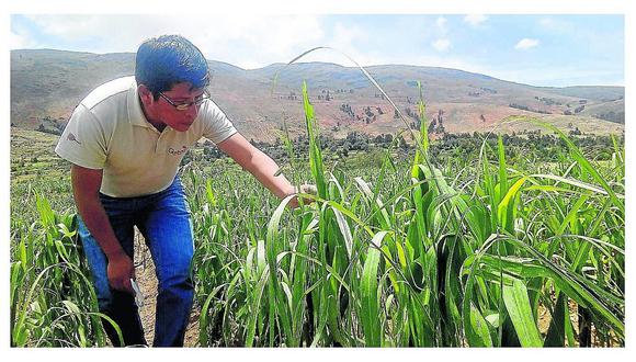 ​Granizada afecta a más de 20 hectáreas de habas, maíz y papa