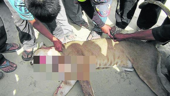 Piura:  Agricultor salva de morir luego de ser atacado por un puma 