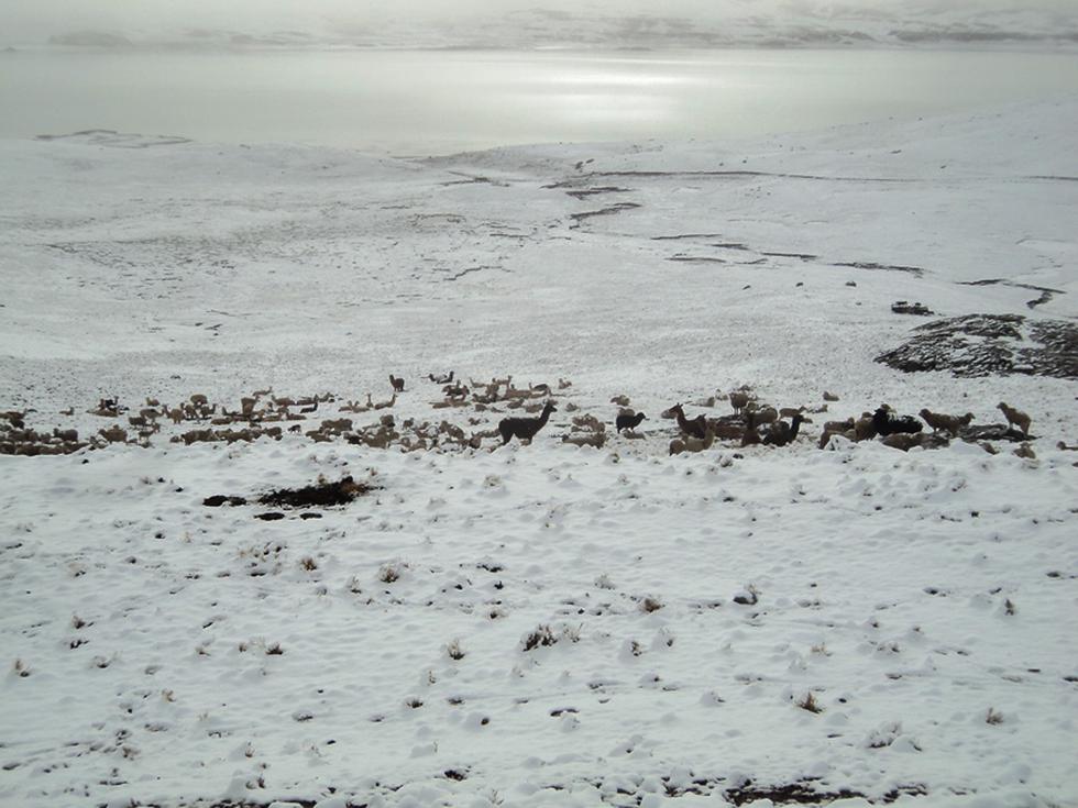 Huancavelica: Centro poblados soportan 30 horas de nevada (FOTOS)