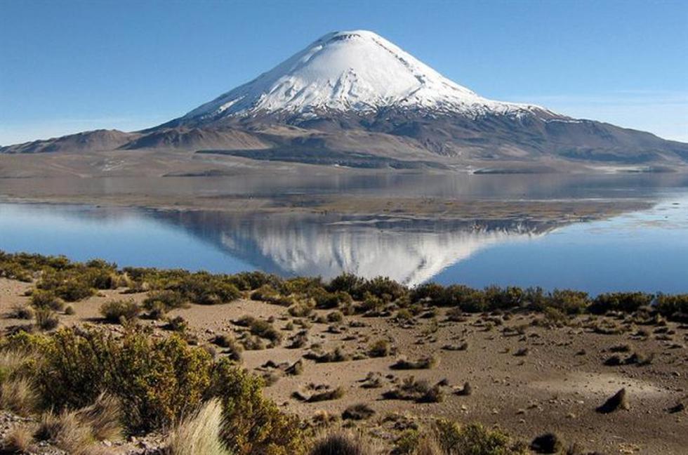 Planta de la puna tacneña es estudiada por chilenos como anticancerígeno 