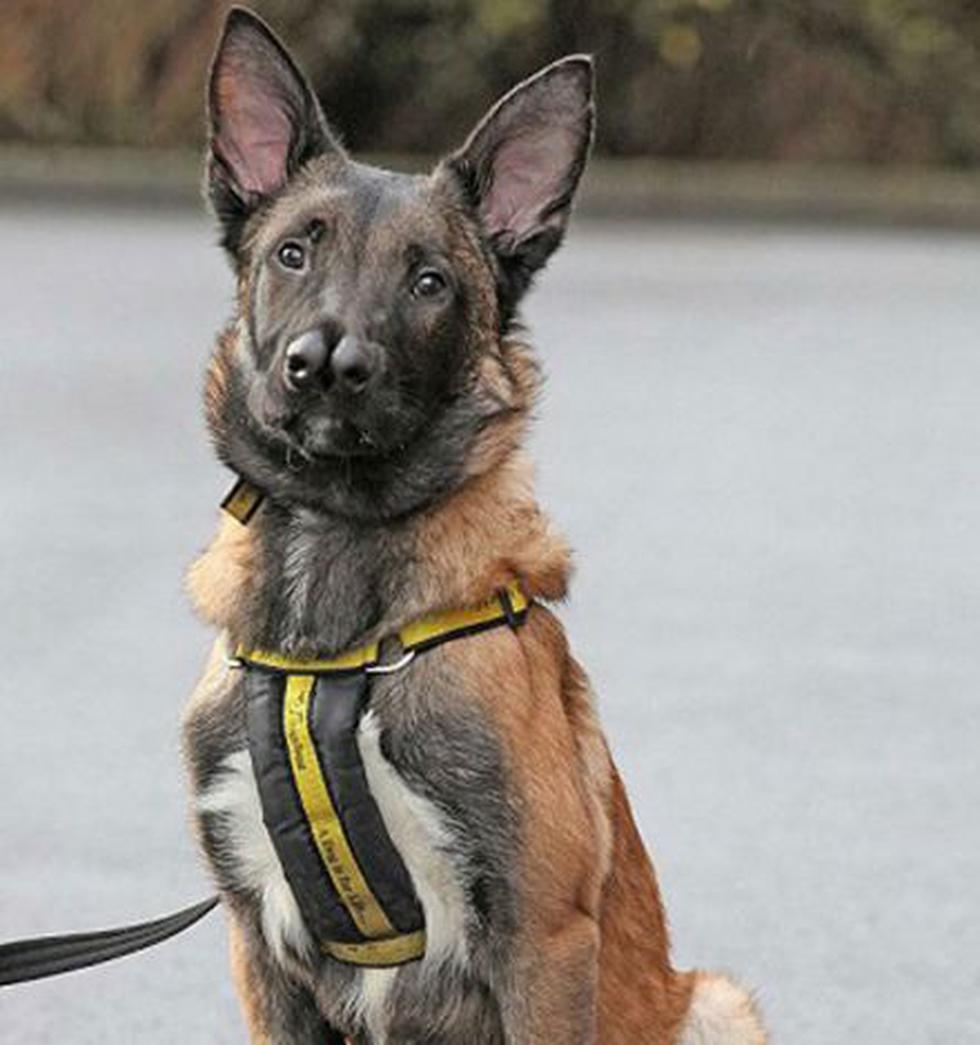Perro con dos hocicos por fin fue adoptado (Fotos)