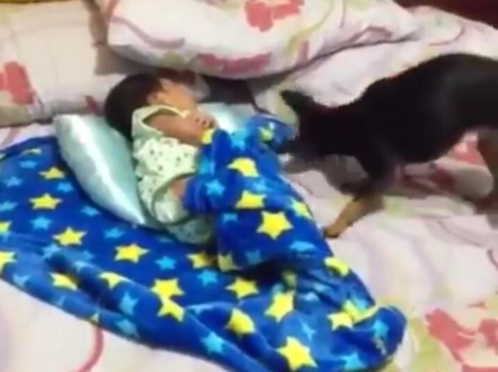 ​Video viral: Perrito conmueve al arropar a bebé dormido (VIDEO)
