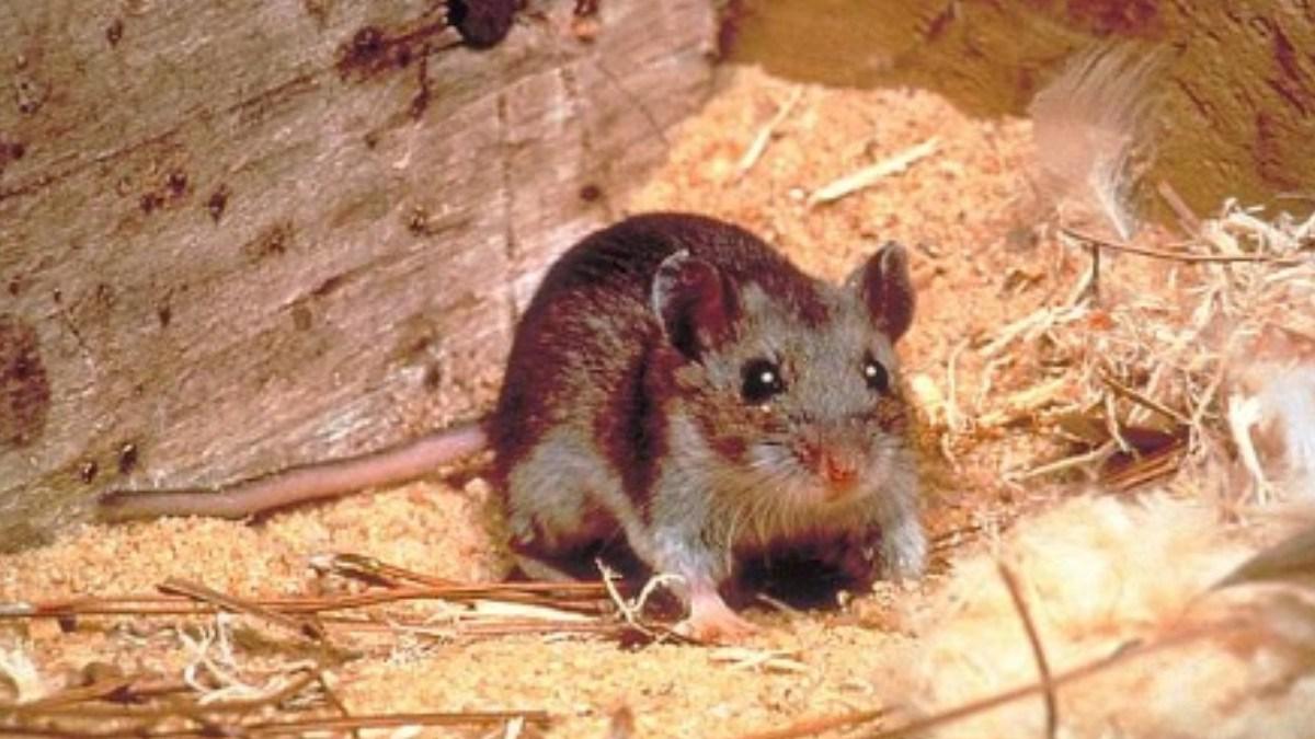 ¿Qué es el hantavirus? (Foto: Televisa)