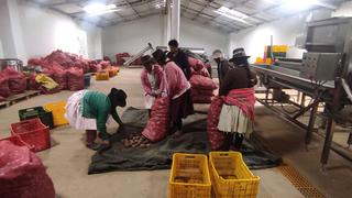 Agricultores ayacuchanos cumplen el sueño de vender sus papas orgánicas al Supermercados Wong