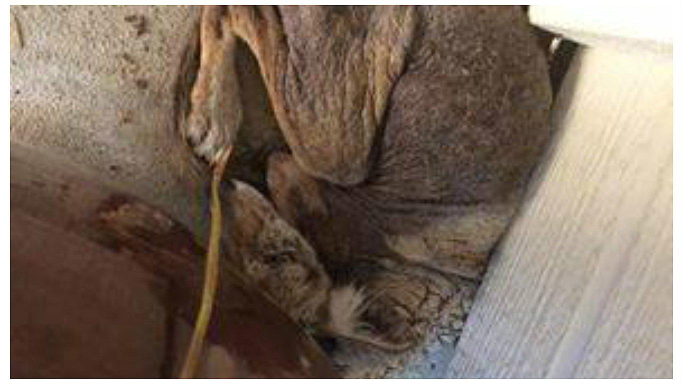 Facebook: Creyó rescatar a un perro herido, pero resultó ser esto (FOTOS)