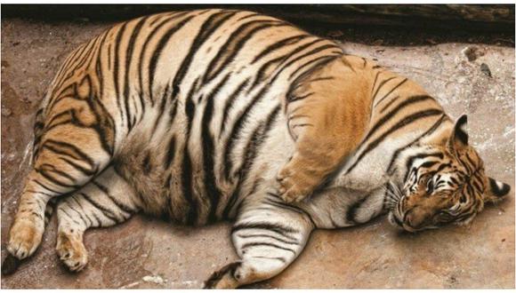 Extrema gordura de tigres siberianos desata alarma y polémica en China   (FOTOS)
