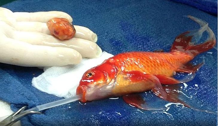 Conoce la historia de George un pez dorado que fue operado de un tumor cerebral
