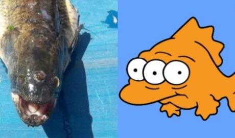 Pez de tres ojos fue tirado a la basura