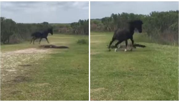 YouTube: Mira la increíble pelea entre un caballo salvaje y un cocodrilo [VIDEO]