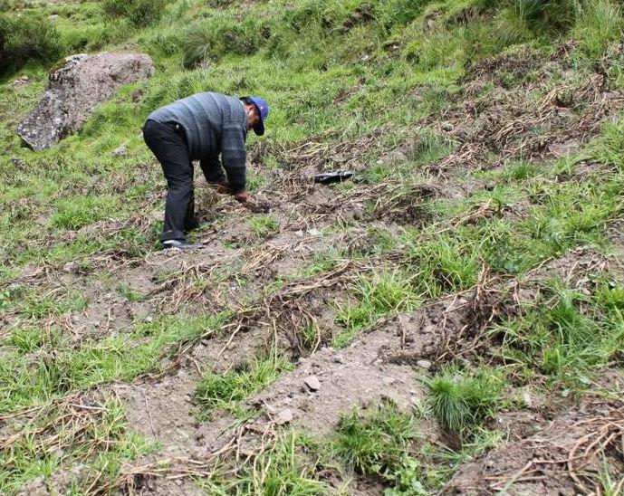 Plagas afectan 700 hectáreas de cultivo de quinua y 300 de papa 