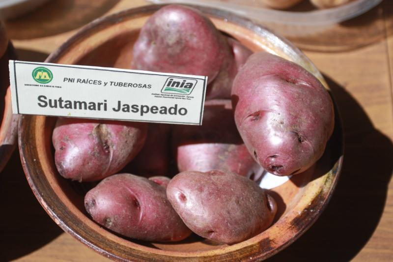 Puno es la capital mundial de la papa