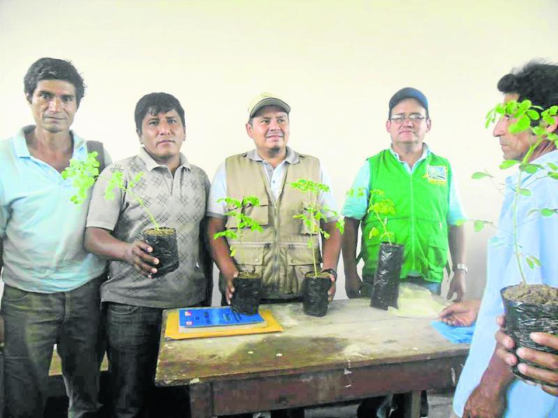 Moringa, el árbol de la vida