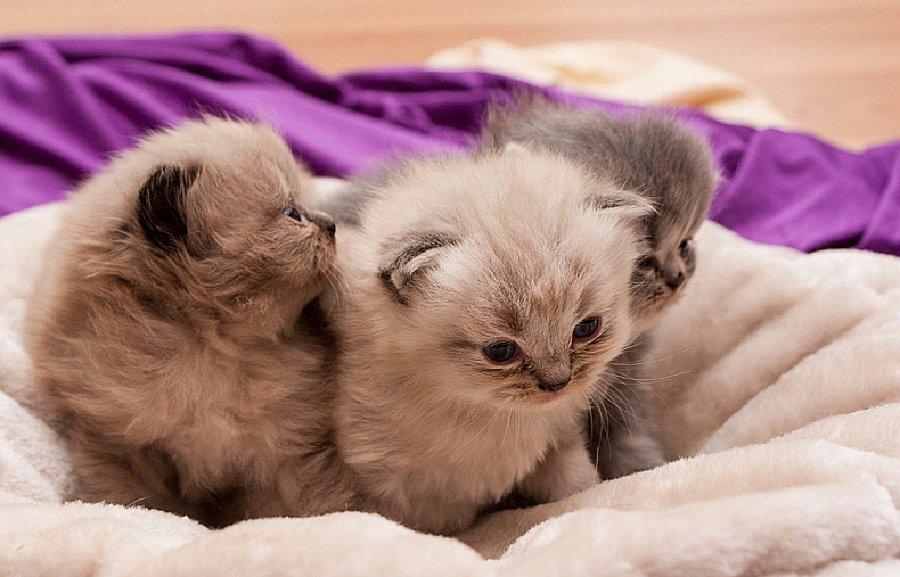 YouTube: Cuatro gatitos peruanos nacieron unidos y entristecen a cibernautas (VIDEO)