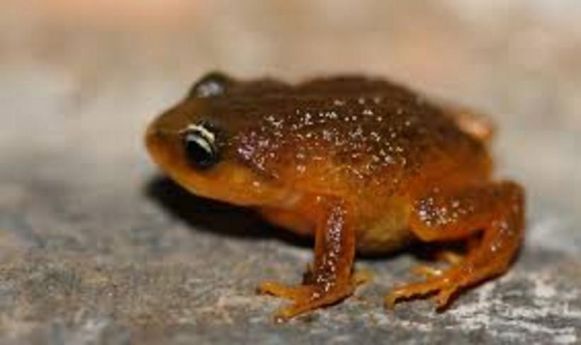 Mira la nueva especie de rana hallada por científicos colombianos