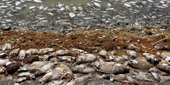Unos 174 manatíes mueren por marea roja en Florida