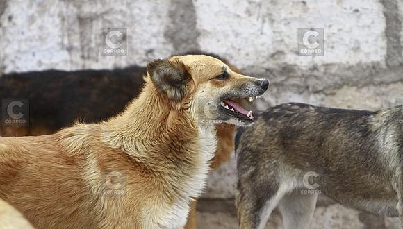 Luego de 4 años aún no controlan la rabia canina en Arequipa 