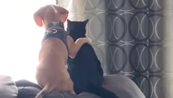 El ‘abrazo’ que le dio un perro a un gato generó ternura en Internet. (Foto: ViralHog / YouTube)