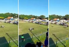 Viral: Vaca interrumpe partido de fútbol y corre para evitar ser atrapada