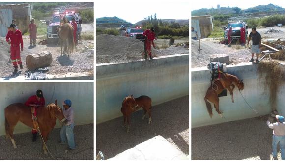 Moquegua: Bomberos rescatan a yegua que cayó a pozo en el Valle