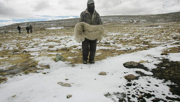 Helada mató a miles de ganados en el sur de Ayacucho