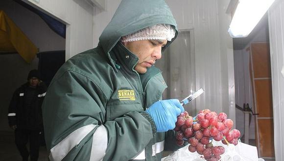 Arequipa exporta 6 mil 400 toneladas de uva al extranjero