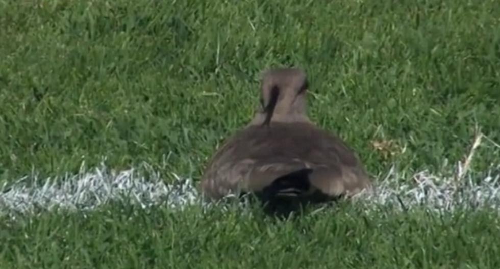 Ave puso huevos en partido entre Racing y Banfield | MISCELANEA | CORREO