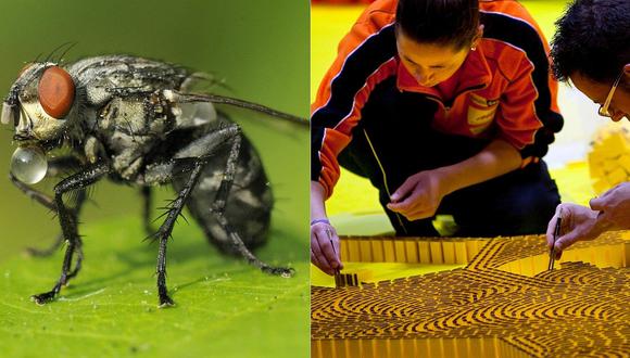 Ocurrente mosca se posa en ficha de dominó y arruina récord mundial 