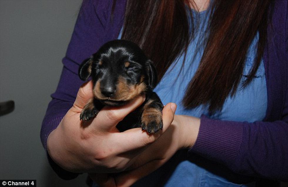 Conoce a Winnie, el primer perro clonado por concurso (FOTOS)