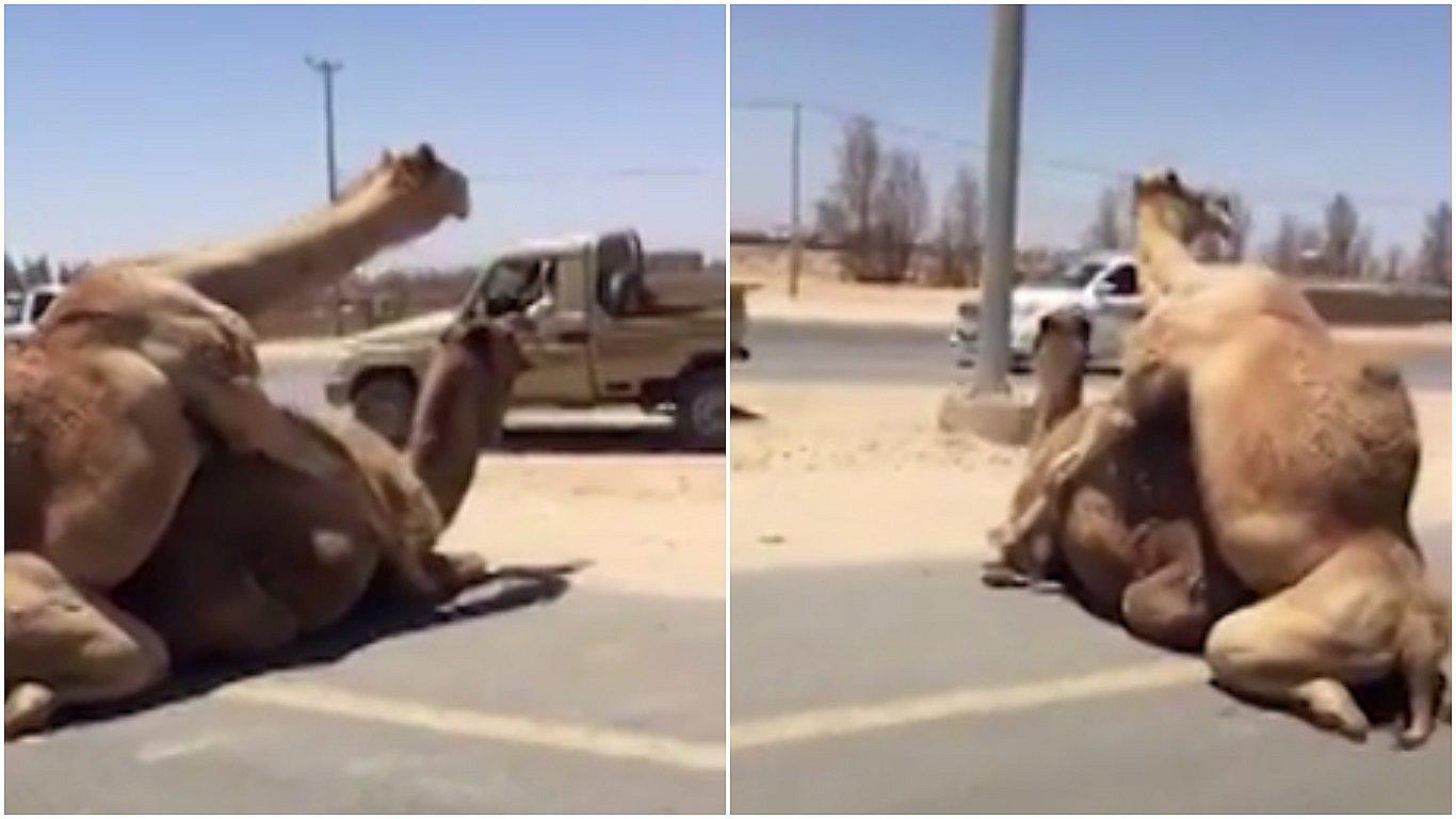 Dos camellos sorprendieron al aparearse en plena carretera (VIDEO)