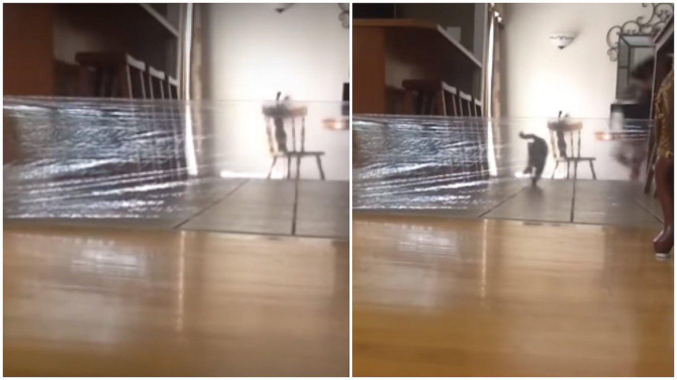 YouTube: joven quiso jugarle una broma a su gato pero ella se llevó la sorpresa