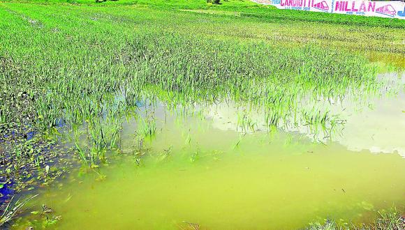 Basura provoca desborde de canales de riego y amenazan campos de cultivo