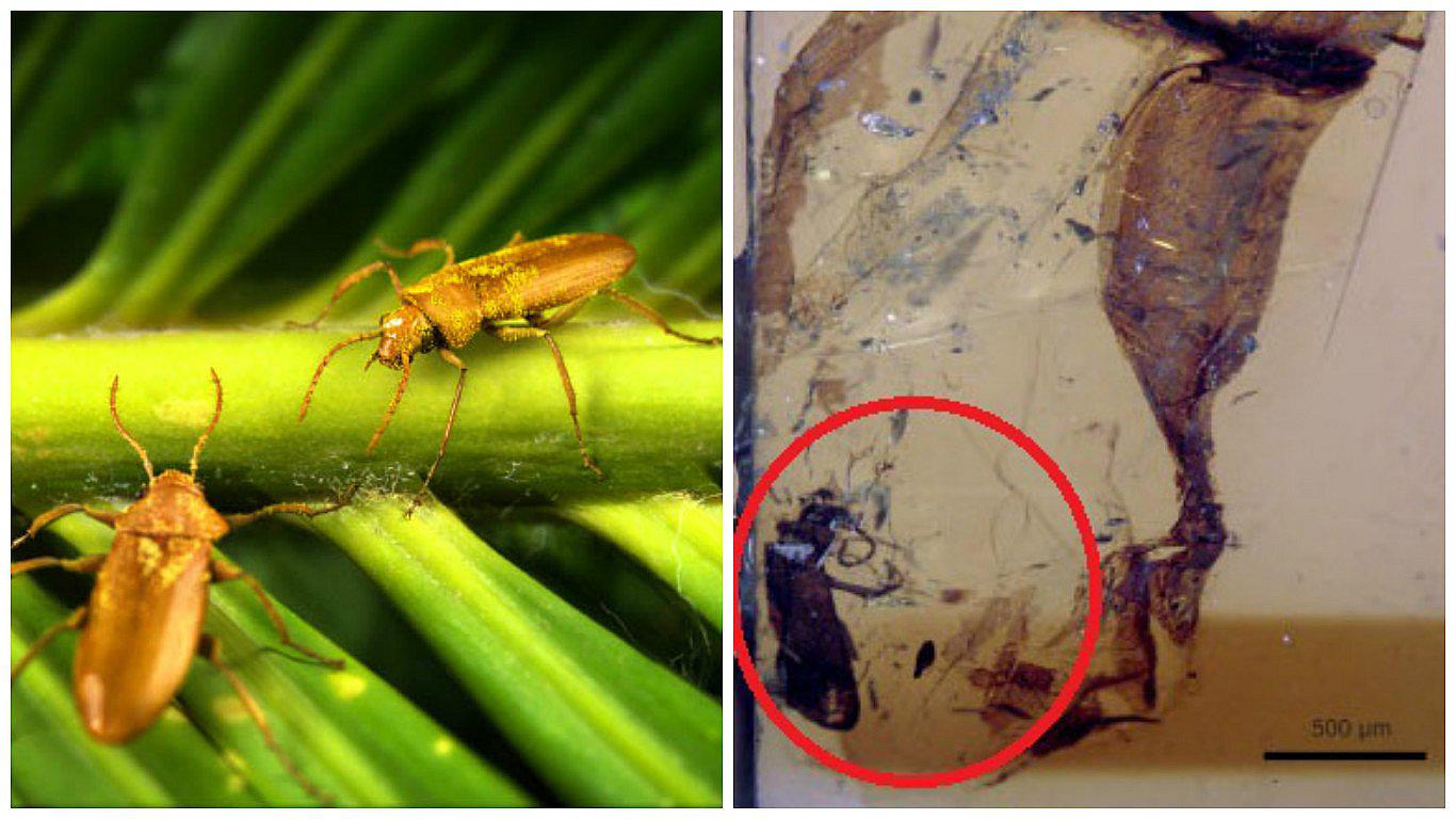 Descubren escarabajo del Cretácico e insecto revela forma de polinizar plantas sin flor