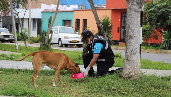 Magdalena: Serenos reparten a diario comida y agua para animales abandonado en las calles