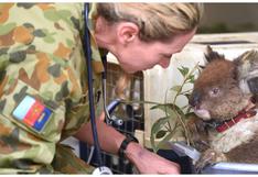 Australia: Impactantes imágenes del rescate de animales conmueven al mundo (VIDEO)