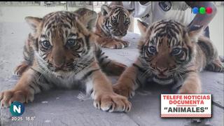 Exempleado de zoológico en Argentina denuncia que sus jefes le obligaban a matar a cachorros de tigres y leones
