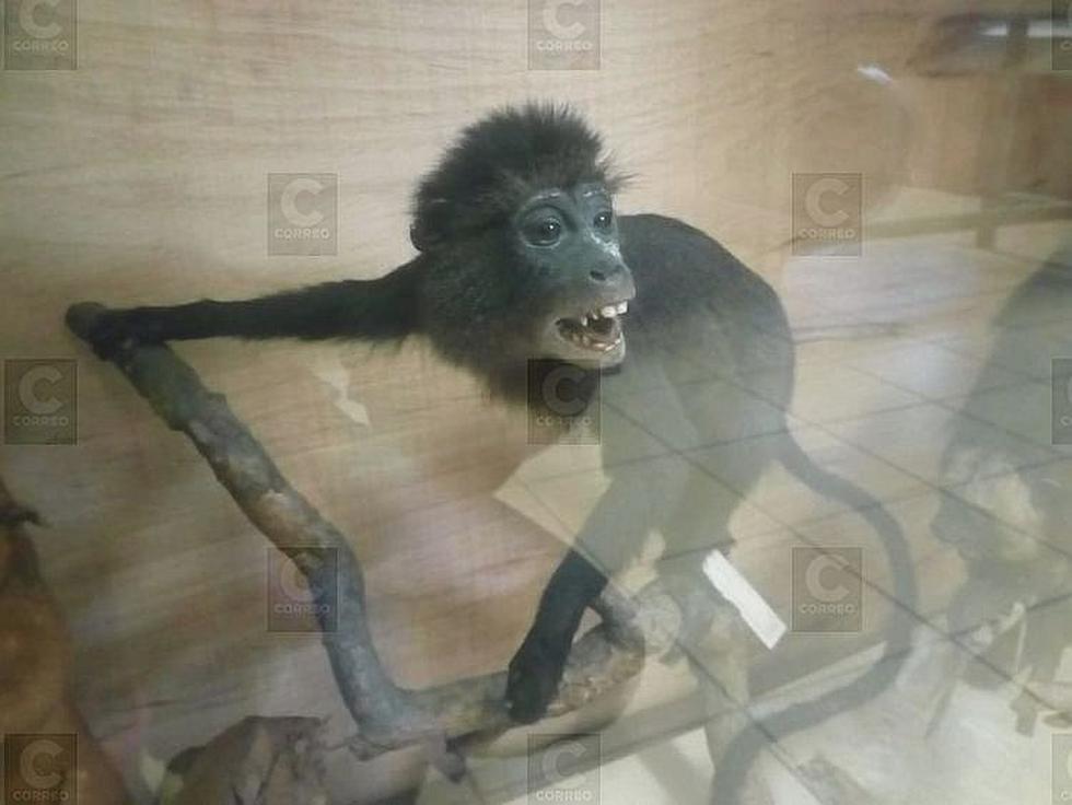 Mil 300 especímenes en el Museo de Historia Natural (FOTOS)