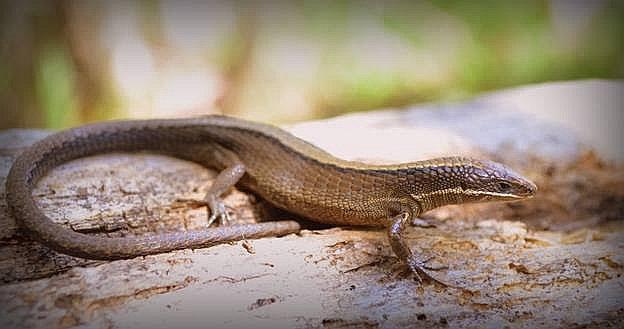​Nuevos reptiles en los bosques y páramos de Piura