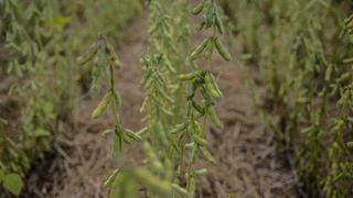 ONU: Crisis fertilizantes generará menos alimentos en América Latina