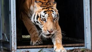 De Argentina a Sudáfrica: familia de tigres fue liberada tras ser rescatada en malas condiciones (VIDEO)
