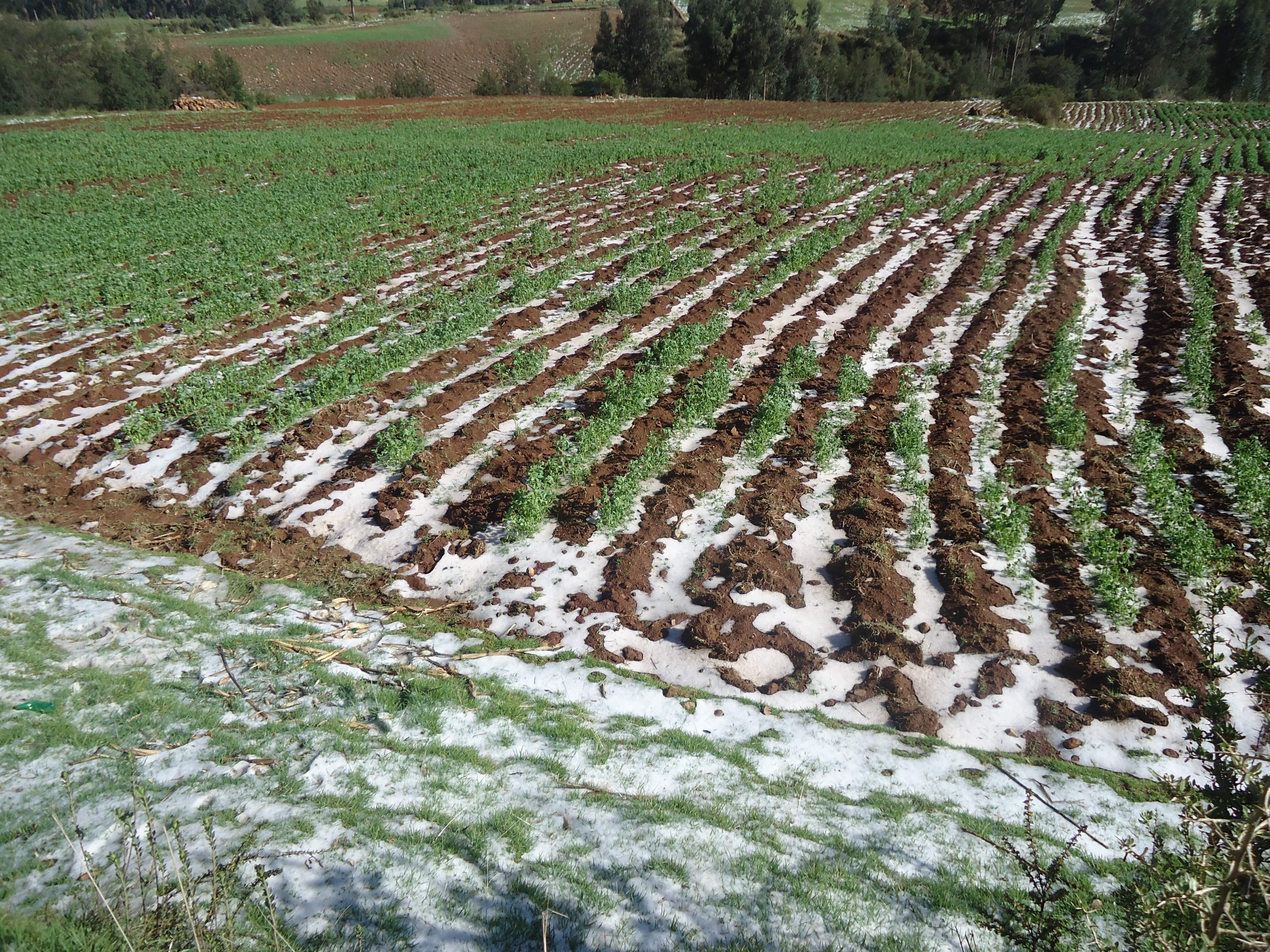 Granizada afecta cientos de hectáreas de sembríos en Tarma