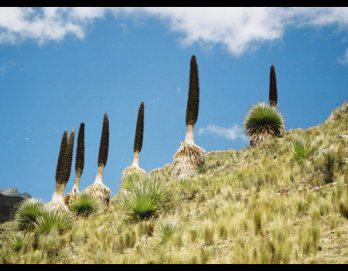 Puya Raimondi tiene algo más: bromelina