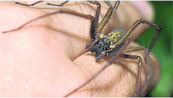 ​Mordeduras de arañas pueden dañar los órganos internos