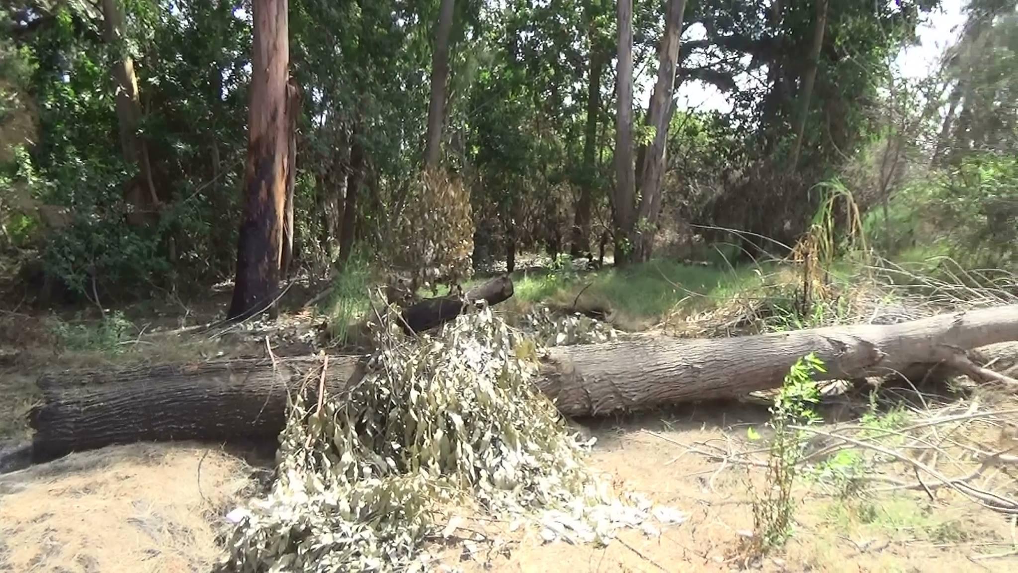 Atentado contra la ecología: Sorprenden a desconocidos talando árboles de bosque San Antonio 
