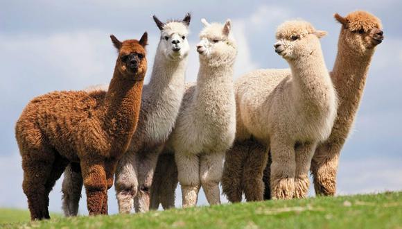 Alpaca registra en los Record Guinness por tener la lana más fina del mundo (FOTOS)